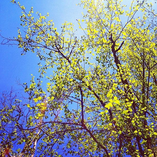 Tree Photograph - Instagram Photo #821366874730 by Keegan Cogdill