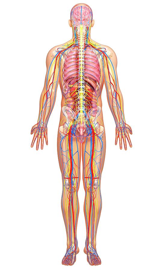 Male Anatomy Photograph by Pixologicstudio/science Photo Library