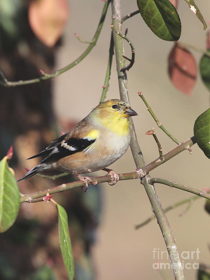 American Goldfinch #83 Photograph by Jack R Brock