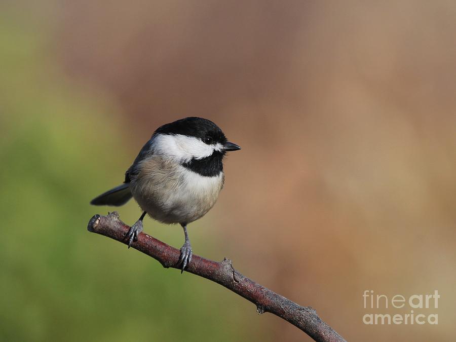 Black Capped Chickadee #83 Photograph by Jack R Brock