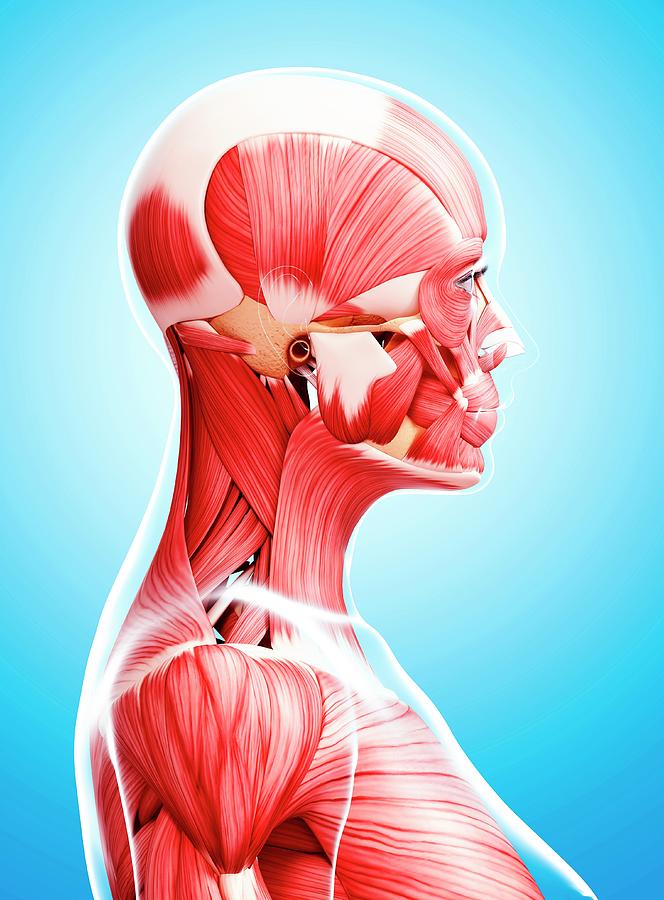 Female Musculature Photograph by Pixologicstudio/science Photo Library ...