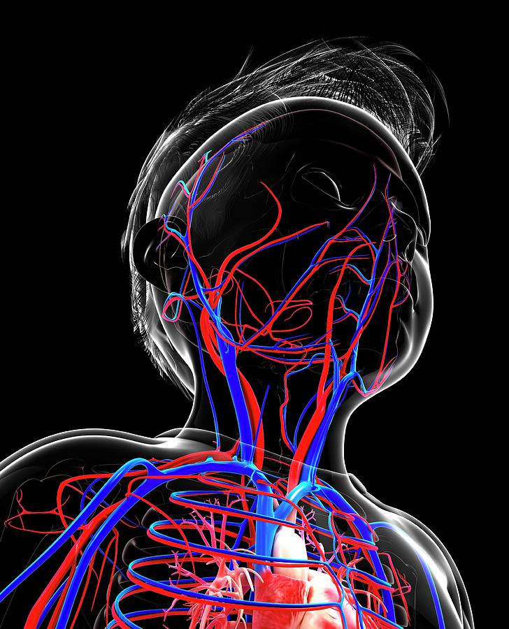 Human Cardiovascular System Photograph By Pixologicstudio Fine Art