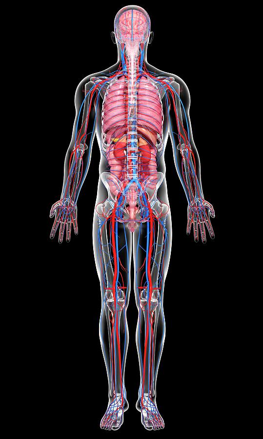 Full Length Photograph - Male Anatomy #831 by Pixologicstudio/science Photo Library