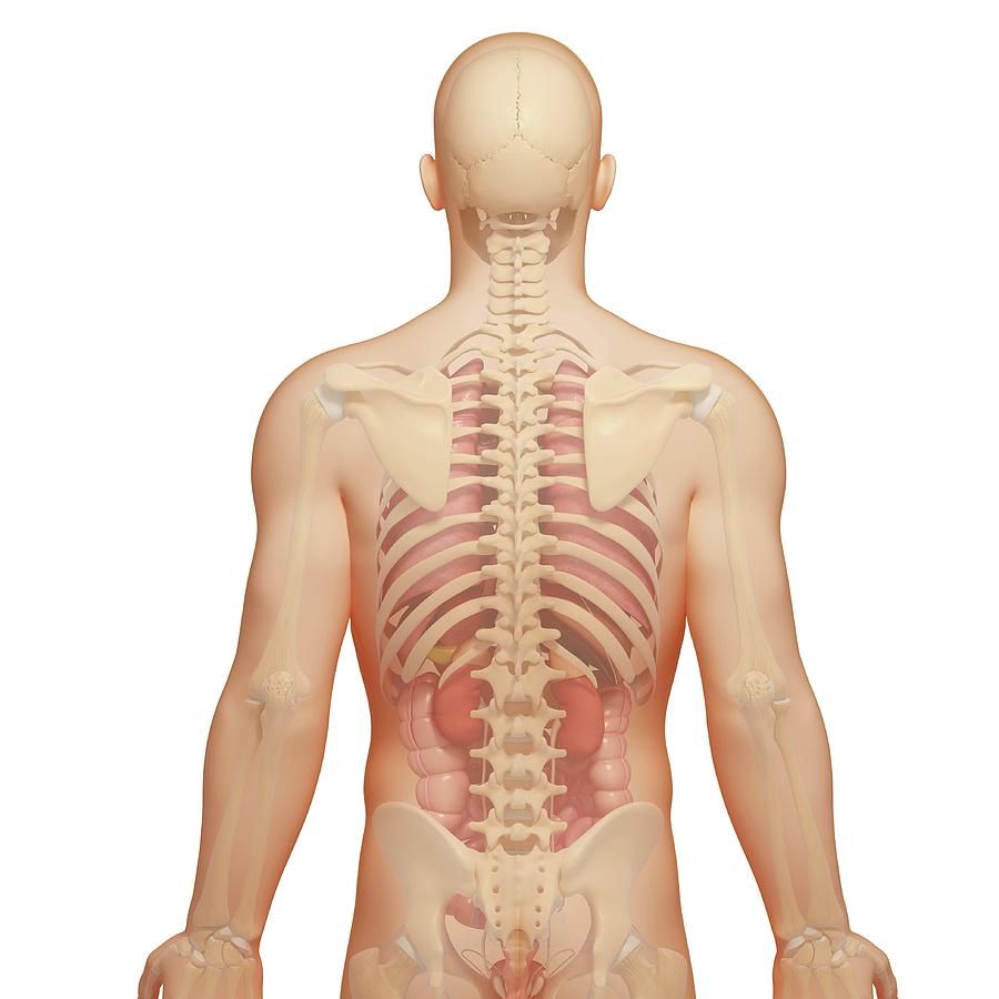 backside of human