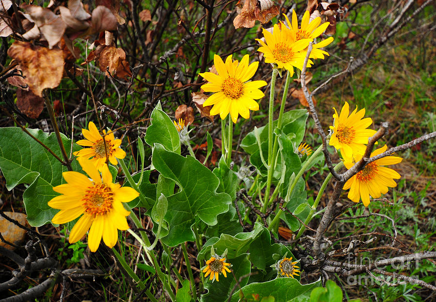 835A Arrowleaf Balsamroot Photograph by NightVisions