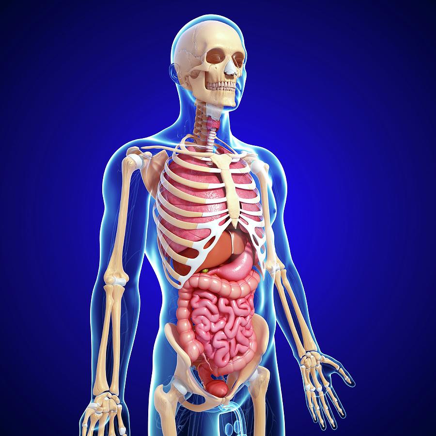 Male Anatomy Photograph by Pixologicstudio/science Photo Library - Fine ...