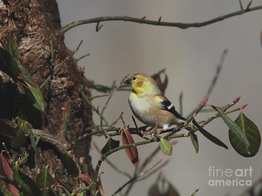 American Goldfinch #84 Photograph by Jack R Brock