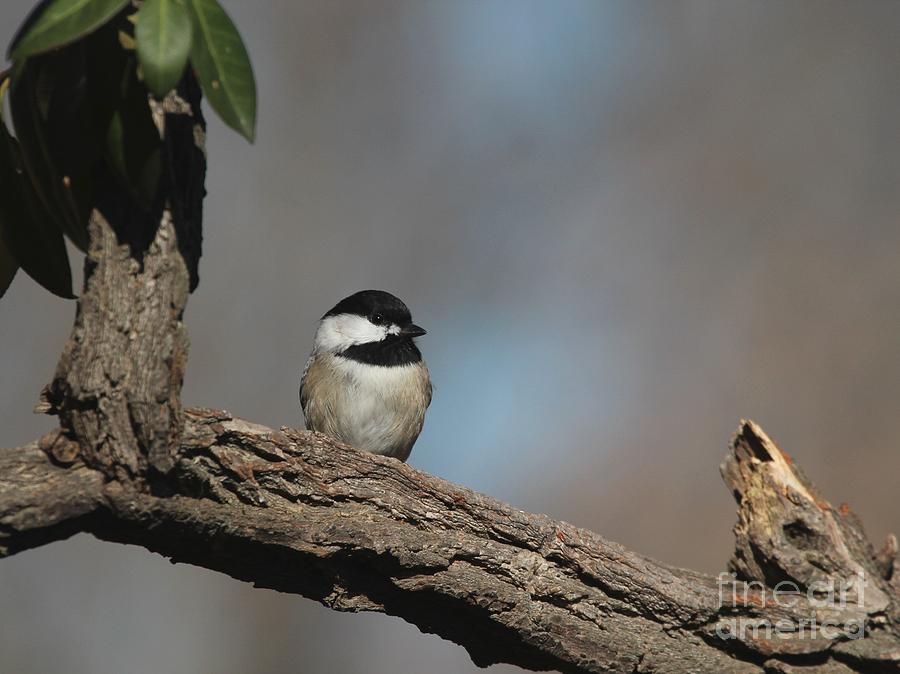 Black-capped Chickadee #84 Photograph by Jack R Brock