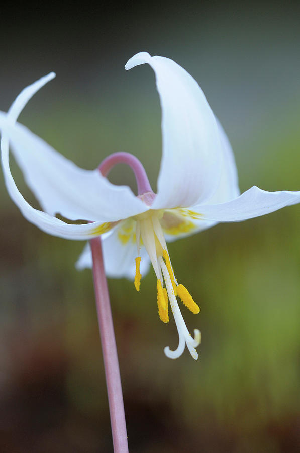Lily Photograph - Canada, British Columbia, Vancouver #84 by Kevin Oke