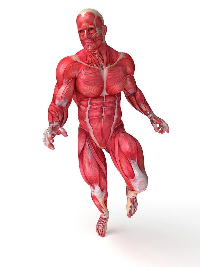 Human Muscular System Photograph by Sebastian Kaulitzki