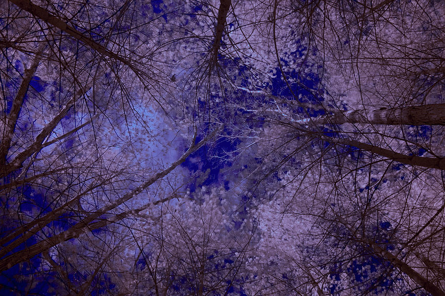 Infrared Trees Photograph by Teresa Zgoda