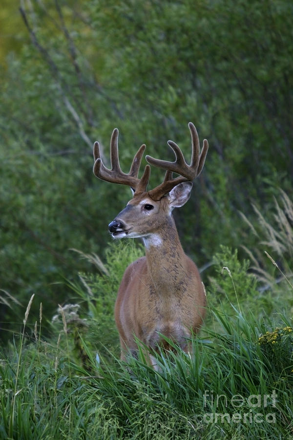 White-tailed Buck #84 Photograph by Linda Freshwaters Arndt