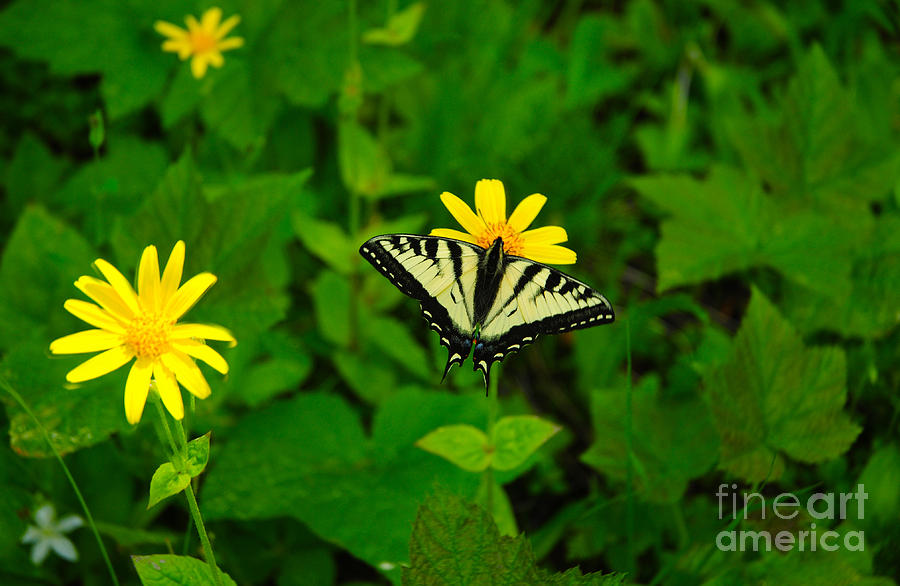 840A Sunflower Family and Swallowtail Photograph by NightVisions