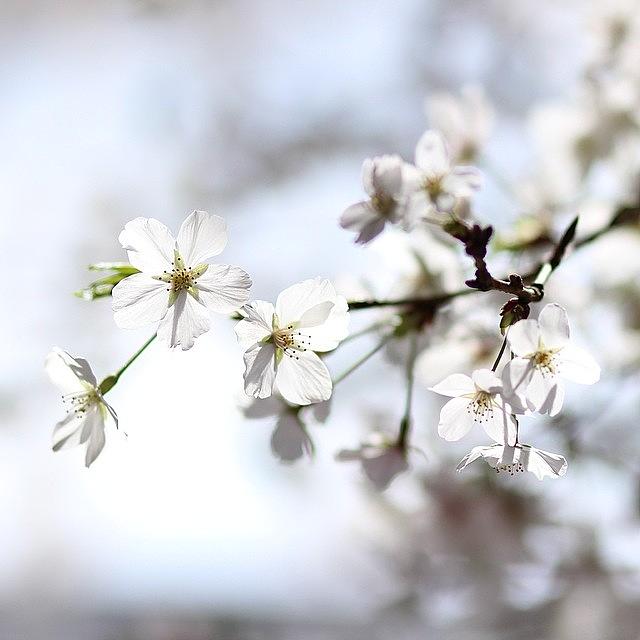 Cherryblossom Photograph - Instagram Photo #841413005414 by Tomohiro TAMIMORI