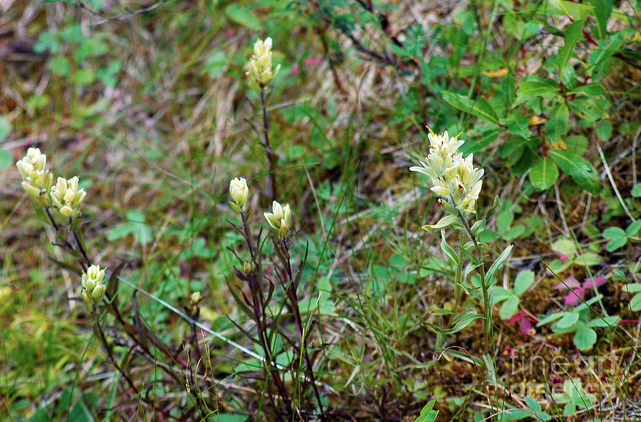 844A Yellow Indian Paintbrush Photograph by NightVisions