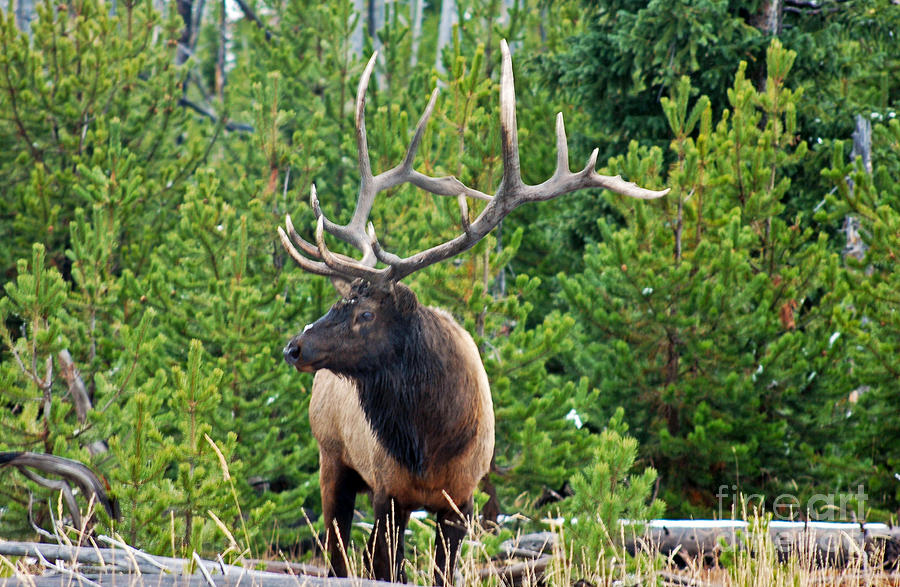 845P Bull Elk Photograph by NightVisions