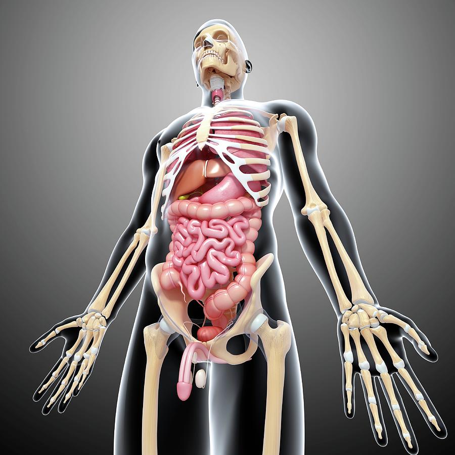 Male Anatomy Photograph by Pixologicstudio/science Photo Library - Fine ...