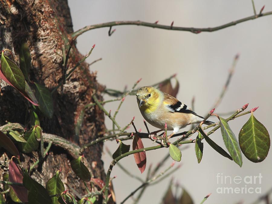 American Goldfinch #85 Photograph by Jack R Brock