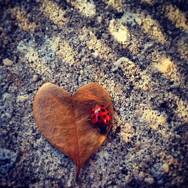 Ladybug Photograph - Heart Leaf and Lady Bug by Brandon McKenzie