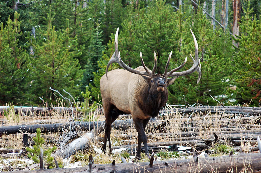 856P Bull Elk Photograph by NightVisions
