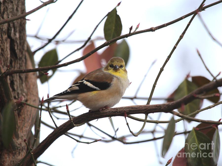 American Goldfinch #86 Photograph by Jack R Brock