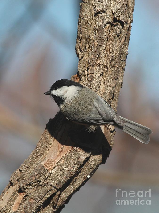 Black-capped Chickadee #86 Photograph by Jack R Brock