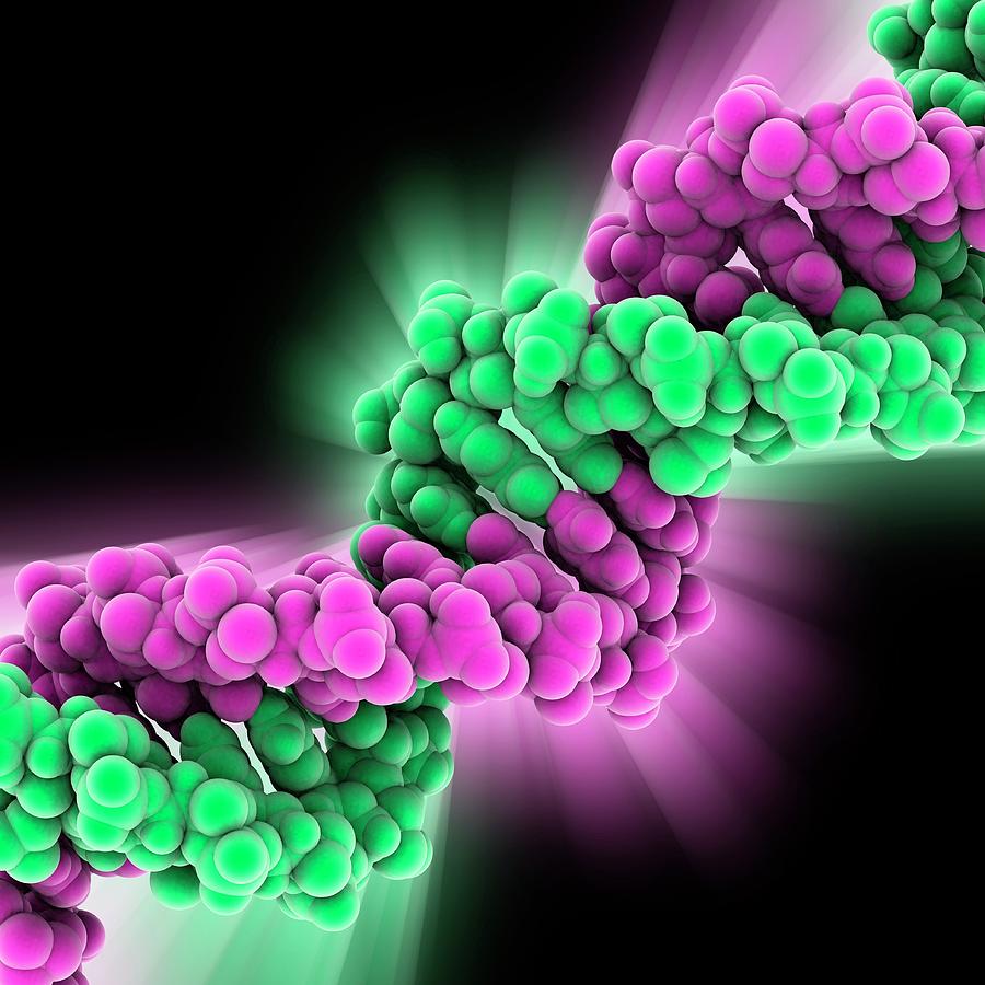 Illustration Photograph - Dna Molecule #86 by Laguna Design/science Photo Library