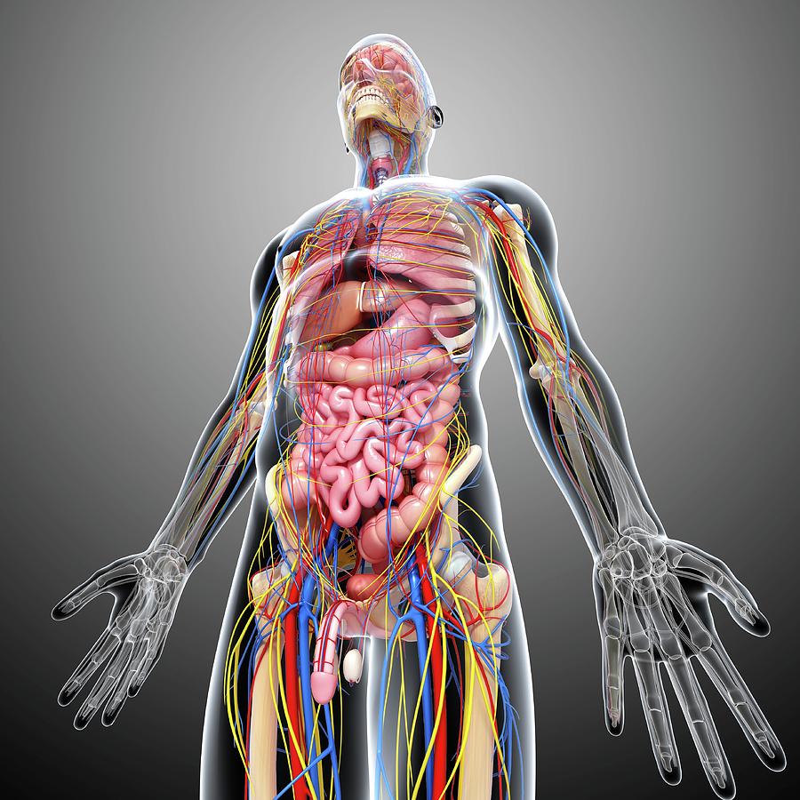 Male Anatomy Photograph By Pixologicstudio Science Photo Library