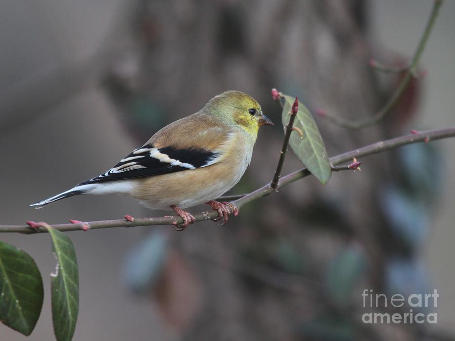 American Goldfinch #87 Photograph by Jack R Brock