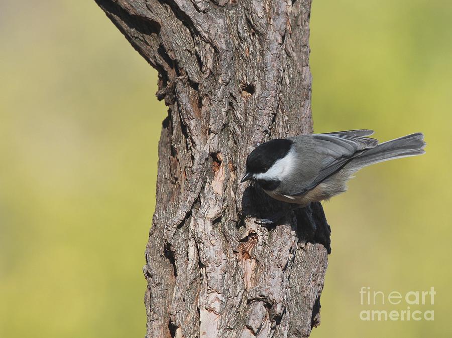 Black-capped Chickadee #87 Photograph by Jack R Brock