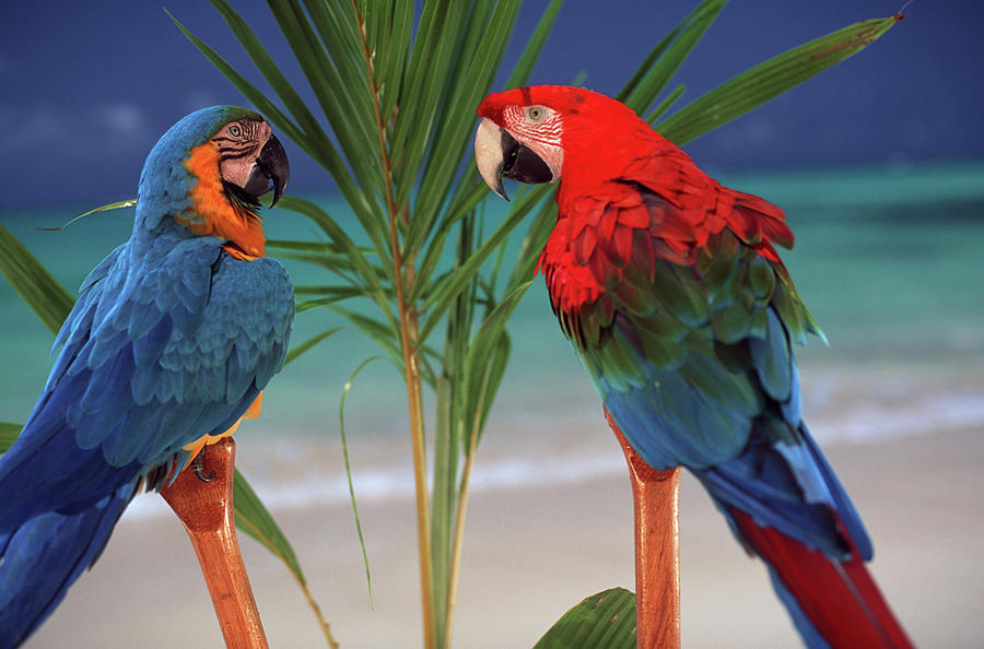 Macaw Photograph - North America, USA, Hawaii #87 by Sunstar
