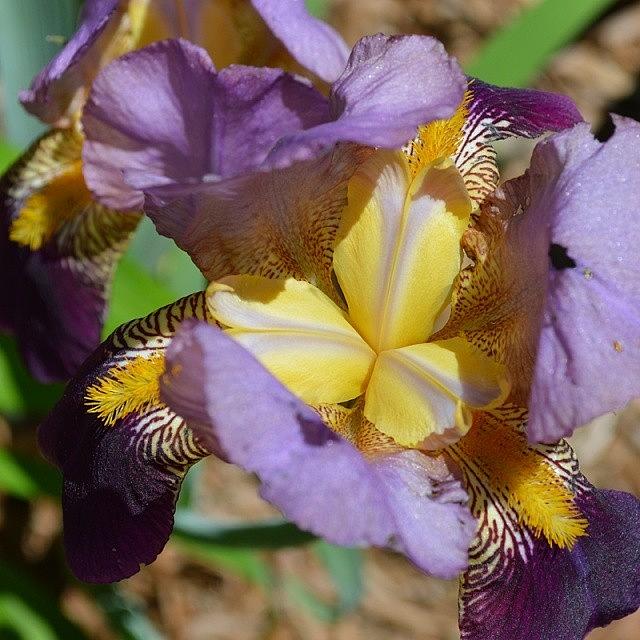 Iris Photograph - Purple Yellow Flower by Jessica Thomas