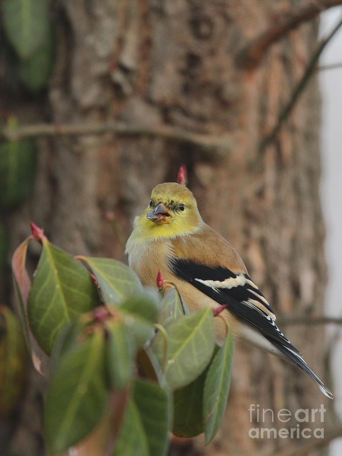 American Goldfinch #88 Photograph by Jack R Brock
