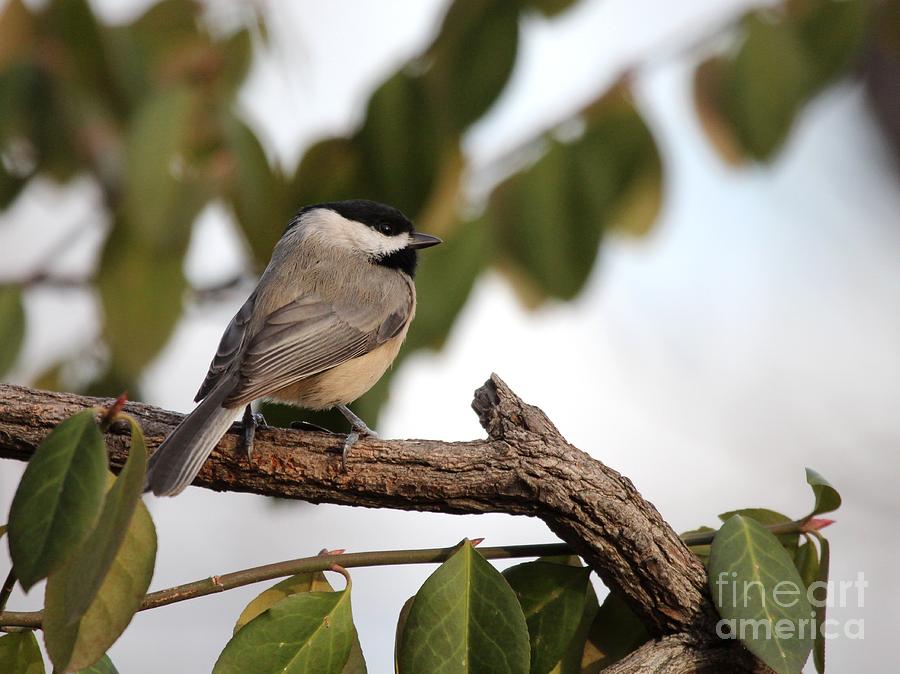 Black-capped Chickadee #88 Photograph by Jack R Brock