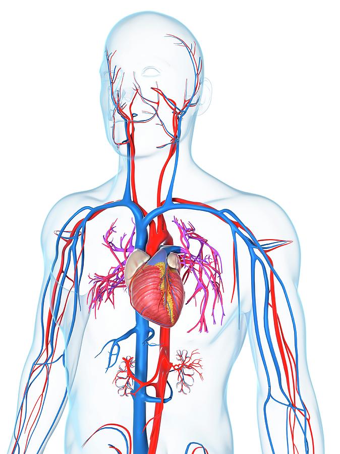 Cardiovascular System Photograph by Sciepro/science Photo Library ...