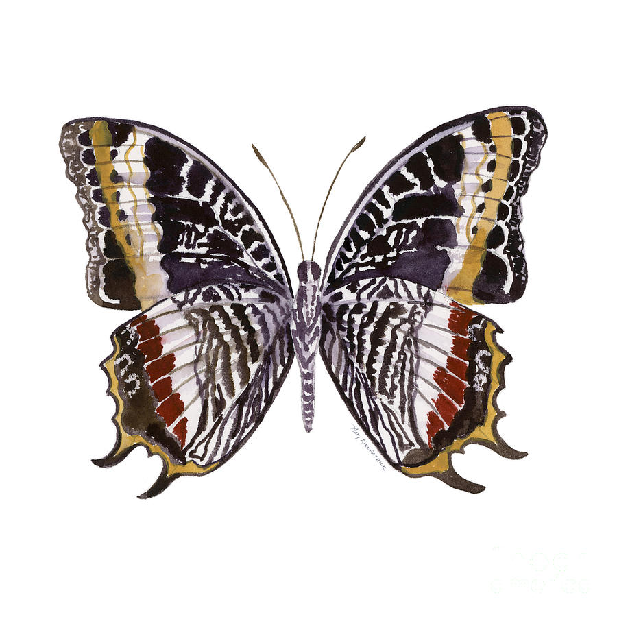 88 Castor Butterfly Painting by Amy Kirkpatrick