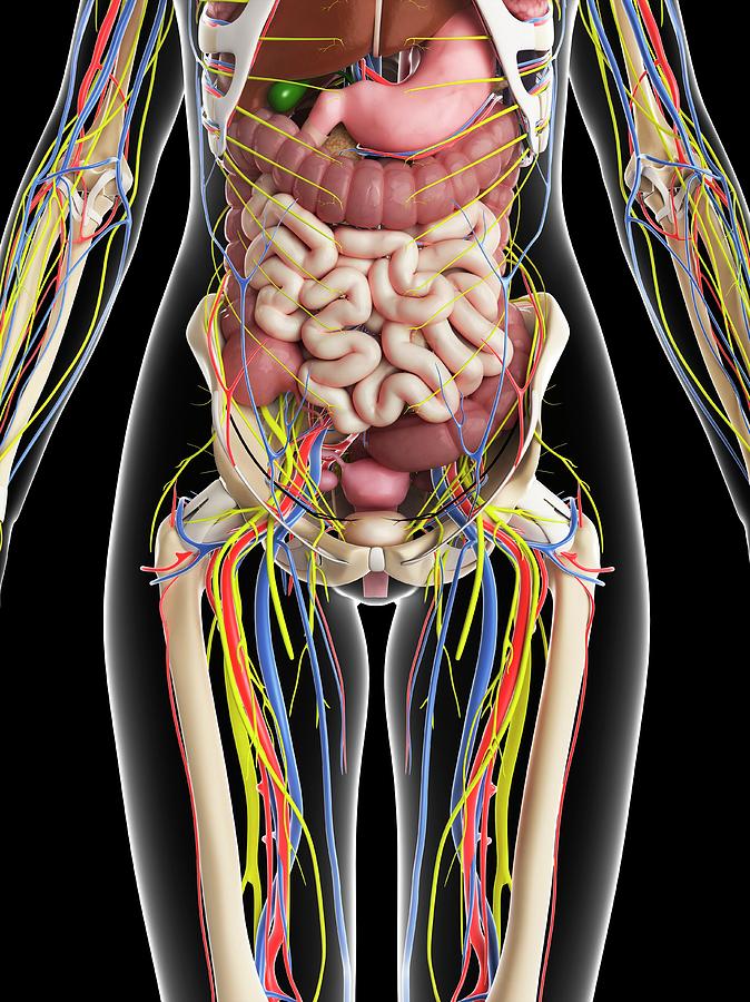 Female Anatomy Photograph by Sciepro/science Photo Library - Fine Art ...