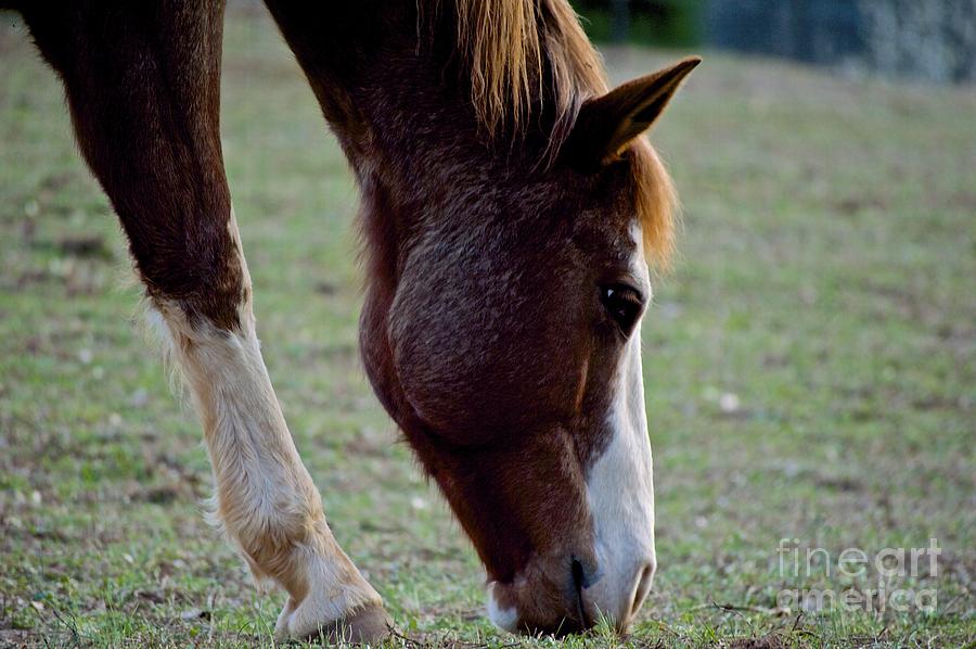 Horses Photograph by Frank Conrad - Fine Art America