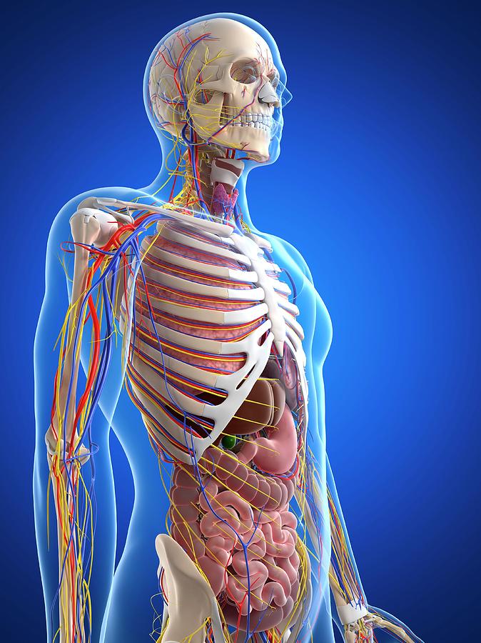 Human Anatomy #88 Photograph by Sciepro/science Photo Library - Pixels