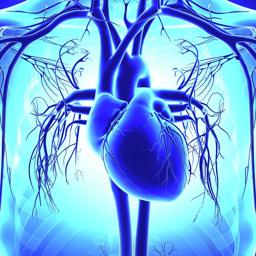 Artwork Photograph - Human Heart by Pixologicstudio/science Photo Library Artwork Photograph - Human Heart by Pixologicstudio/science Photo Library