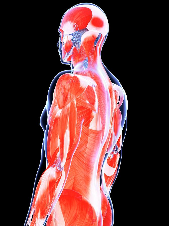 Human Muscular System Photograph By Sebastian Kaulitzki Fine Art America