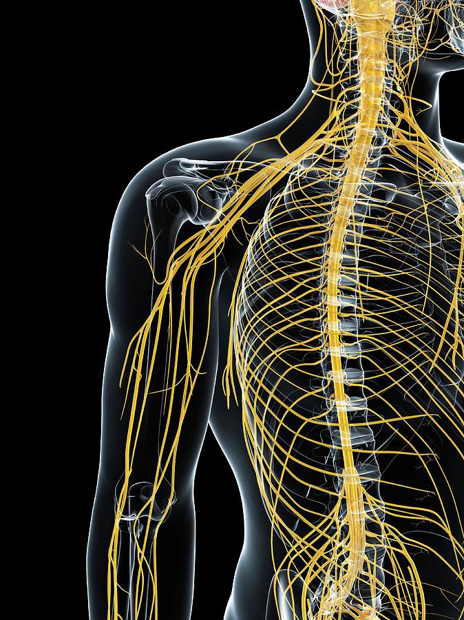 Male Nervous System Photograph by Sciepro/science Photo Library | Pixels