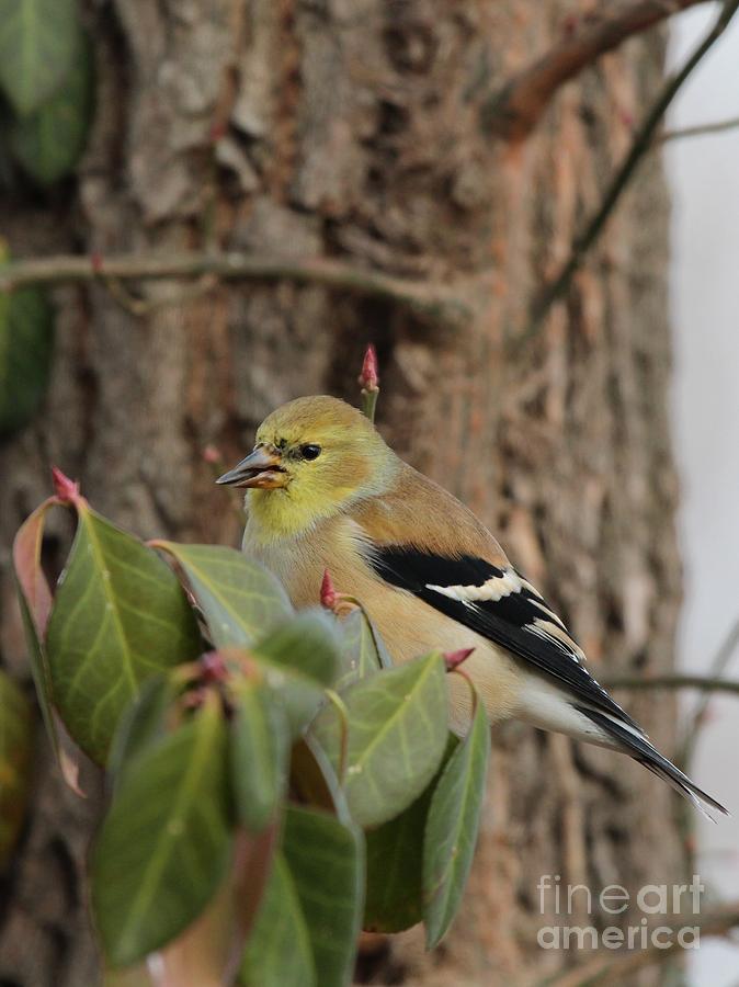 American Goldfinch #89 Photograph by Jack  R Brock