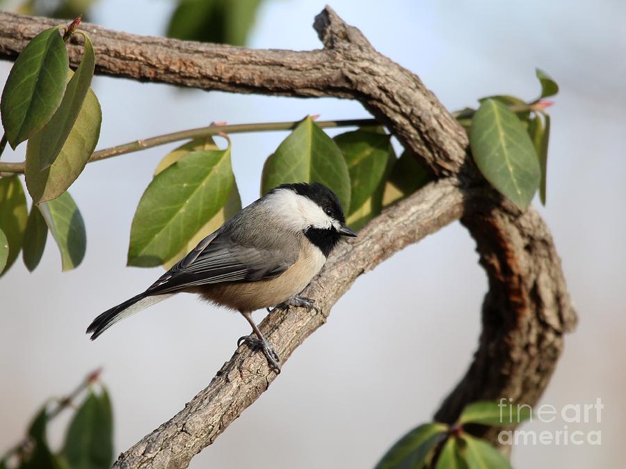 Black-capped Chickadee #89 Photograph by Jack R Brock