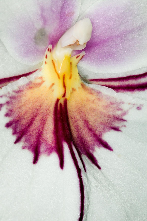 Exotic Orchids of C Ribet #89 Photograph by C Ribet