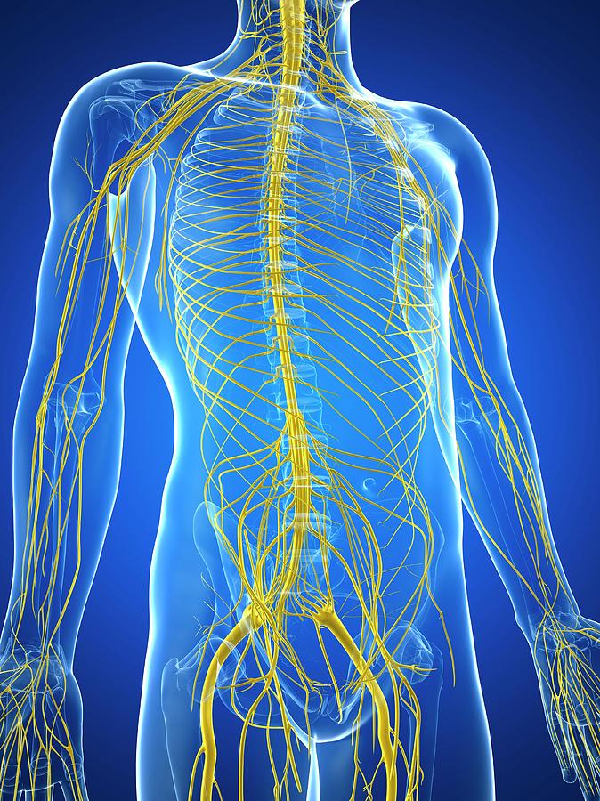 Nervous System Photograph by Sciepro/science Photo Library - Fine Art ...