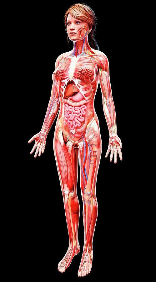 Female Anatomy Photograph By Pixologicstudio Science Photo Library