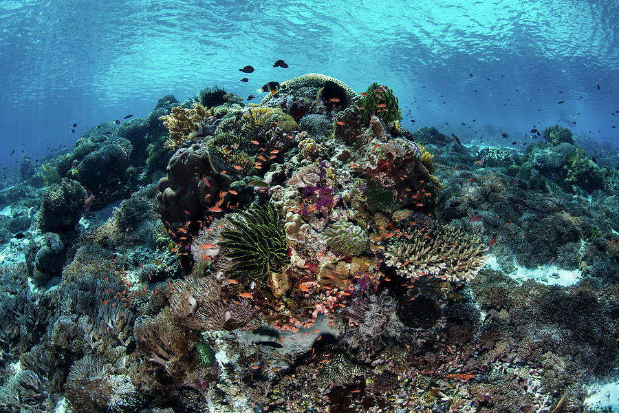 A Beautiful Coral Reef Thrives In Alor #9 Photograph by Ethan Daniels