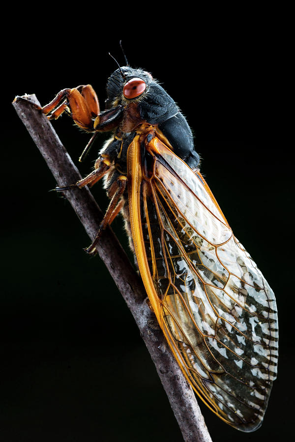 Nature Photograph - A Detailed View Of A Brood II Cicada #9 by Karsten Moran