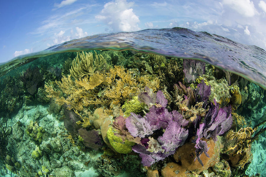 A Split Level View Of A Coral Reef #9 Photograph by Ethan Daniels